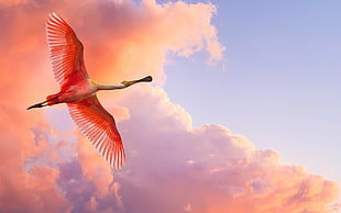 pink and white flamigo bird flying at daytime