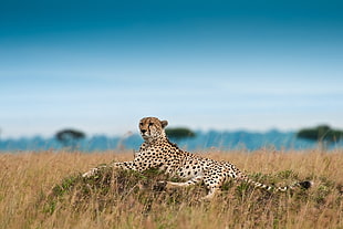 Cheetah,  Leisure,  Leopard,  Grass HD wallpaper