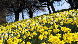 yellow Daffodil flower field HD wallpaper