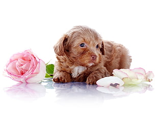 brown Poodle beside a rose