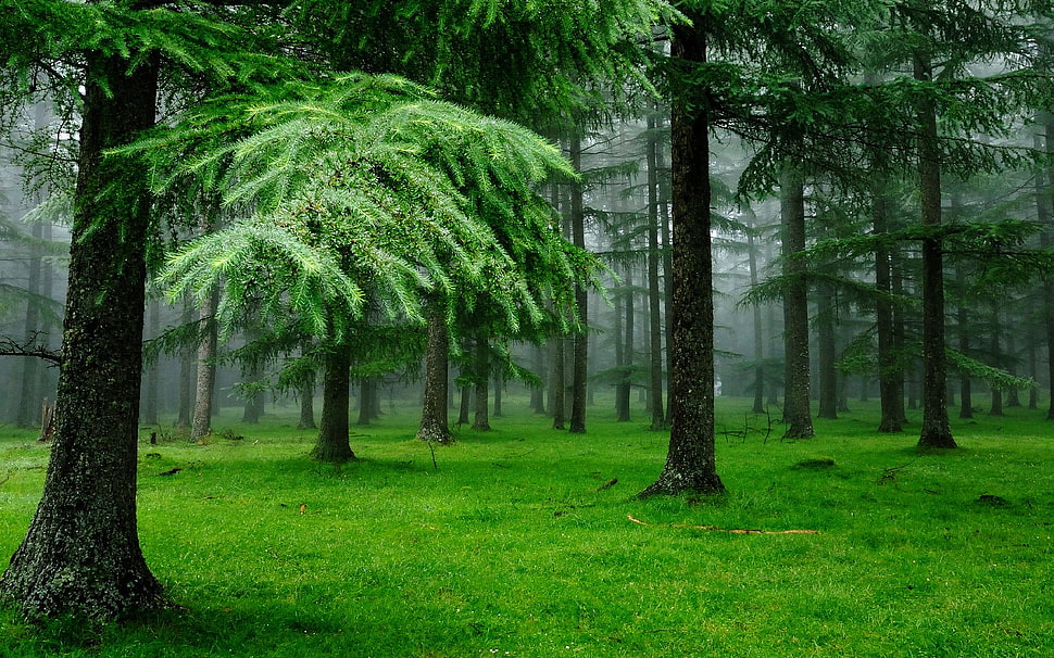 green leaf trees and green grasses rainforest HD wallpaper
