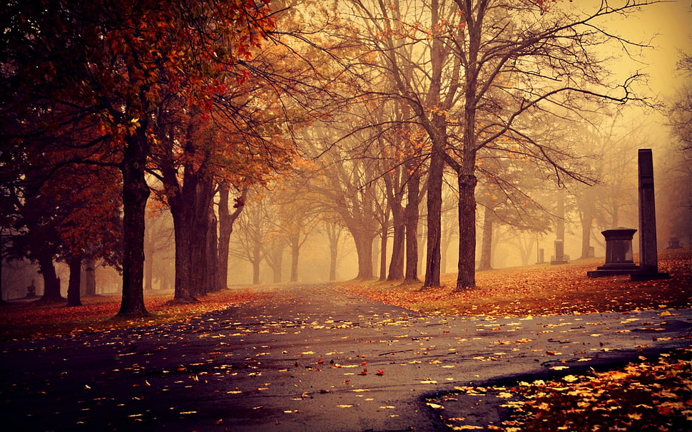 orange and brown trees photography HD wallpaper
