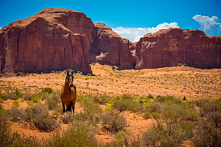horse at the land during daytime