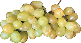 grape lot