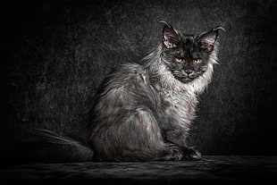 gray and black short fur cat