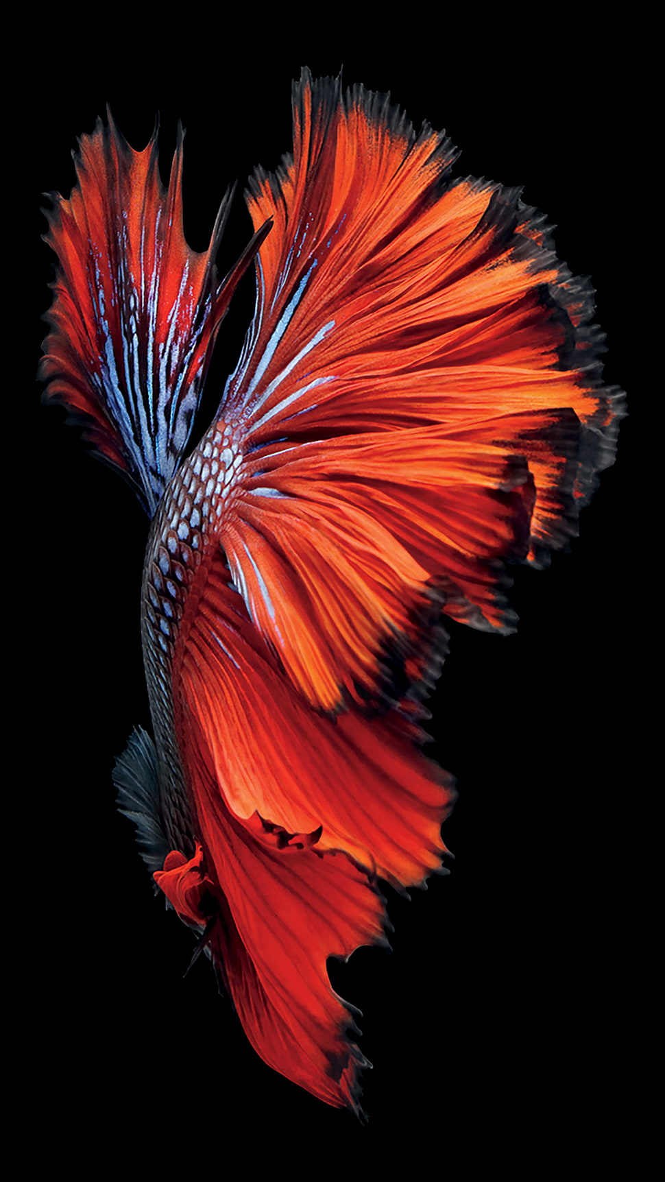 space gray iPhone 6s Siamese fighting fish wallpaper, iOS, Ipod, iPad, iPhone HD wallpaper