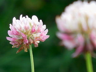 pink-and-white cluster flower