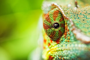 closeup photography of Chameleon HD wallpaper