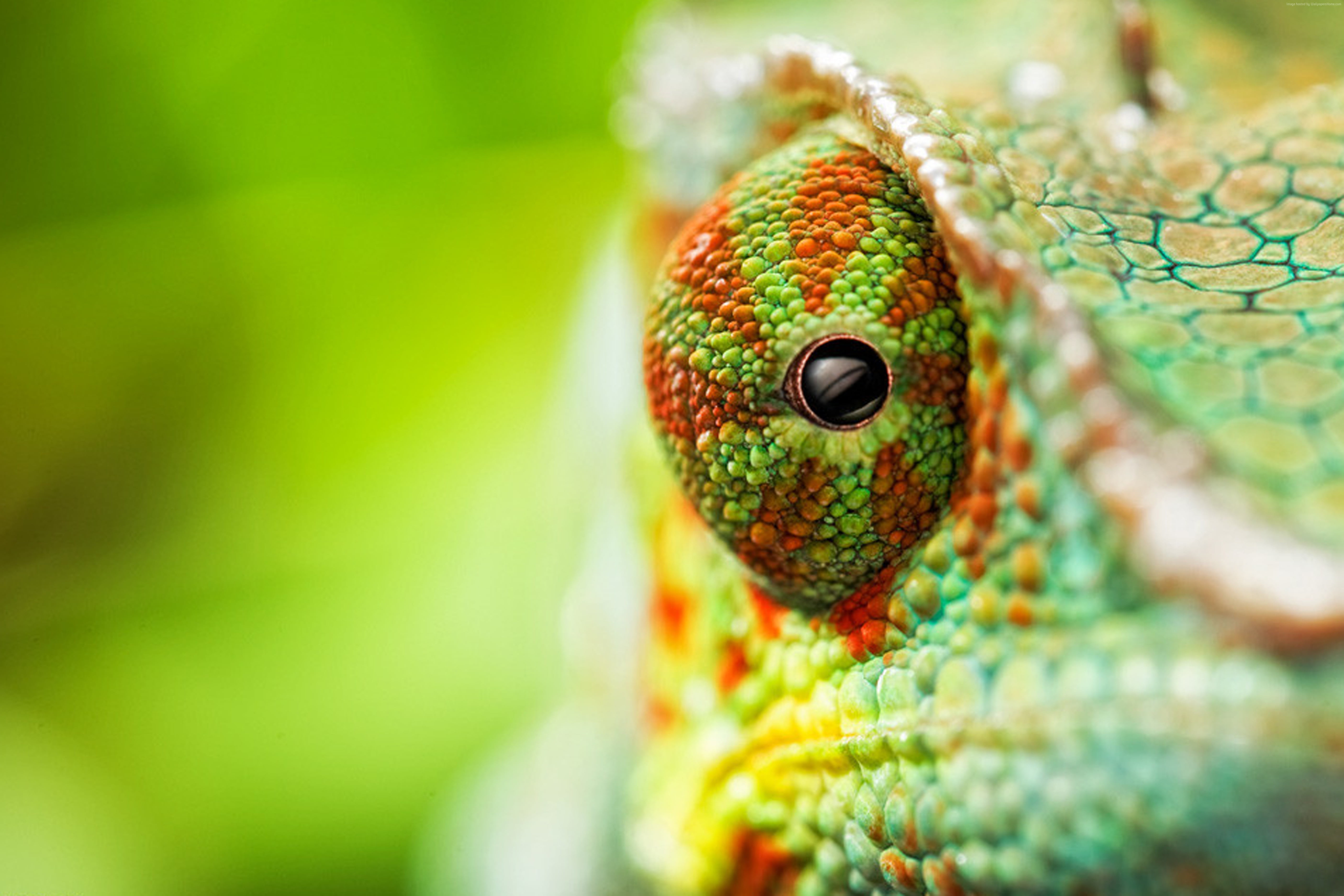 closeup photography of Chameleon
