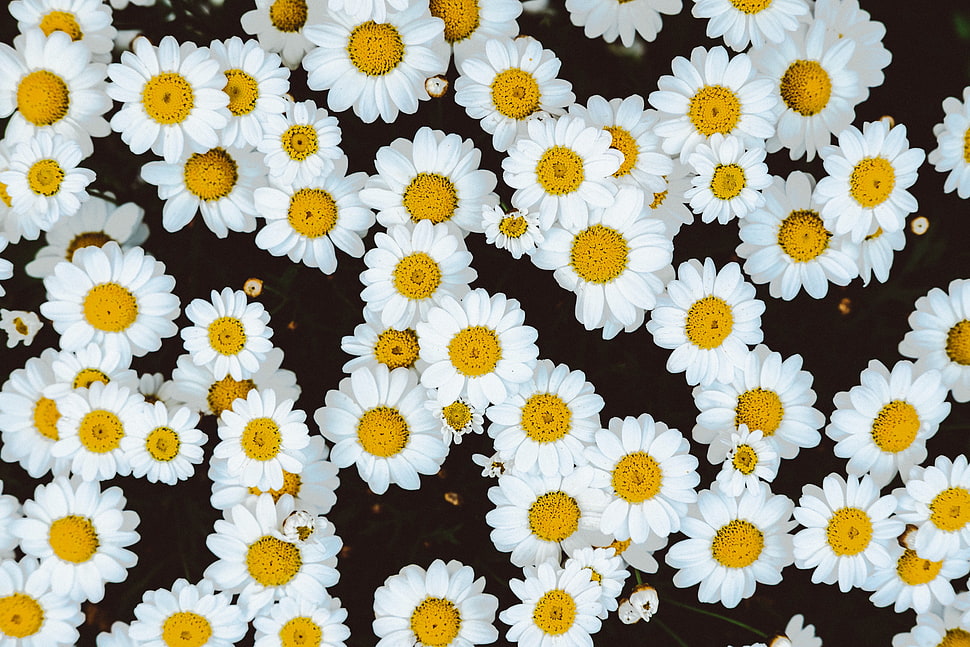 white-and-yellow daisy lot, Daisies, Flowers, Buds HD wallpaper