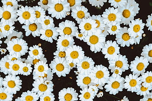 white-and-yellow daisy lot, Daisies, Flowers, Buds