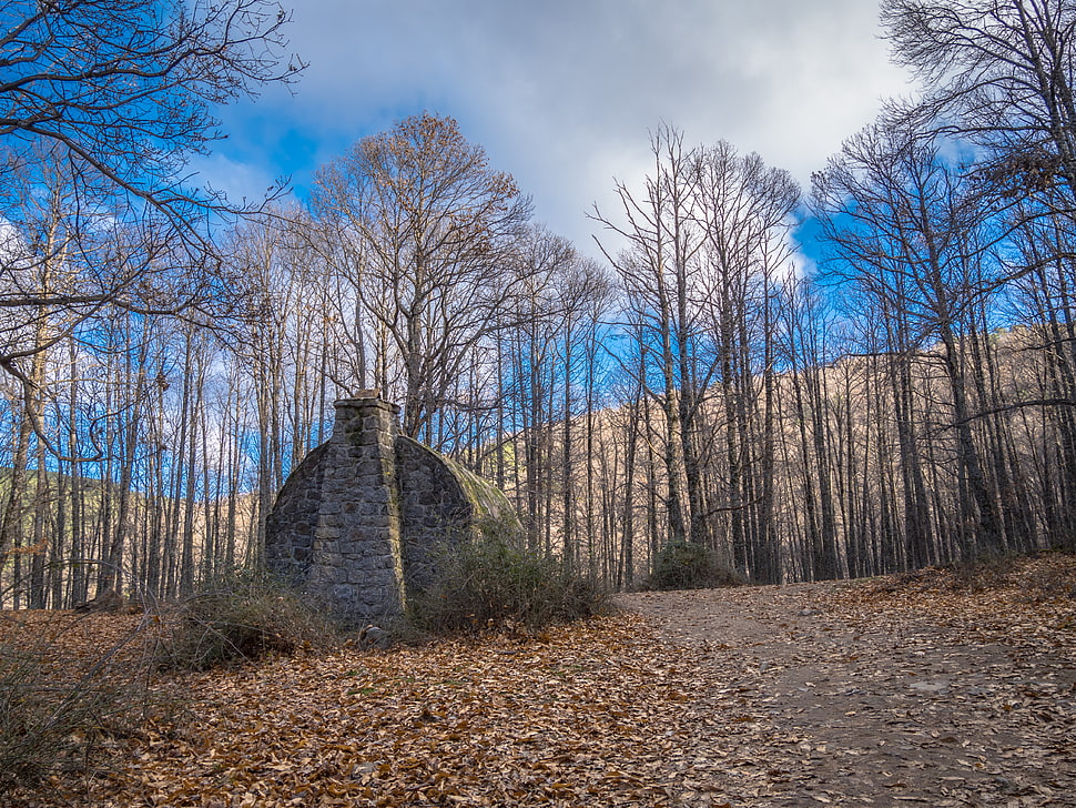 gray rock surrounded with leafless trees HD wallpaper