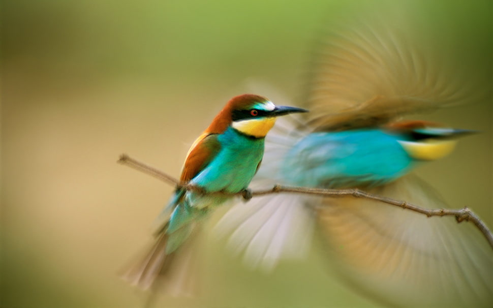 blue and brown birds, birds, bee-eaters, motion blur, animals HD wallpaper
