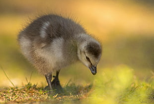 brown duck auto focus shot photography, barnacle, gosling