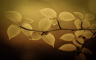 selective focus photo of green leaf plant