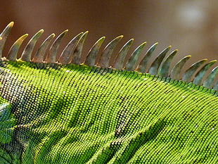 green skin of an animal photography