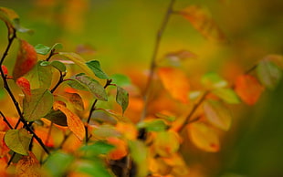 orange and green leaves plant HD wallpaper