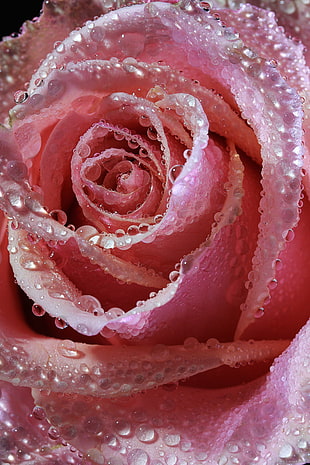 macro photography of pink rose with dew HD wallpaper