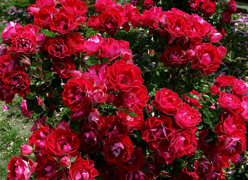 photo of red roses plant HD wallpaper