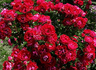 photo of red roses plant