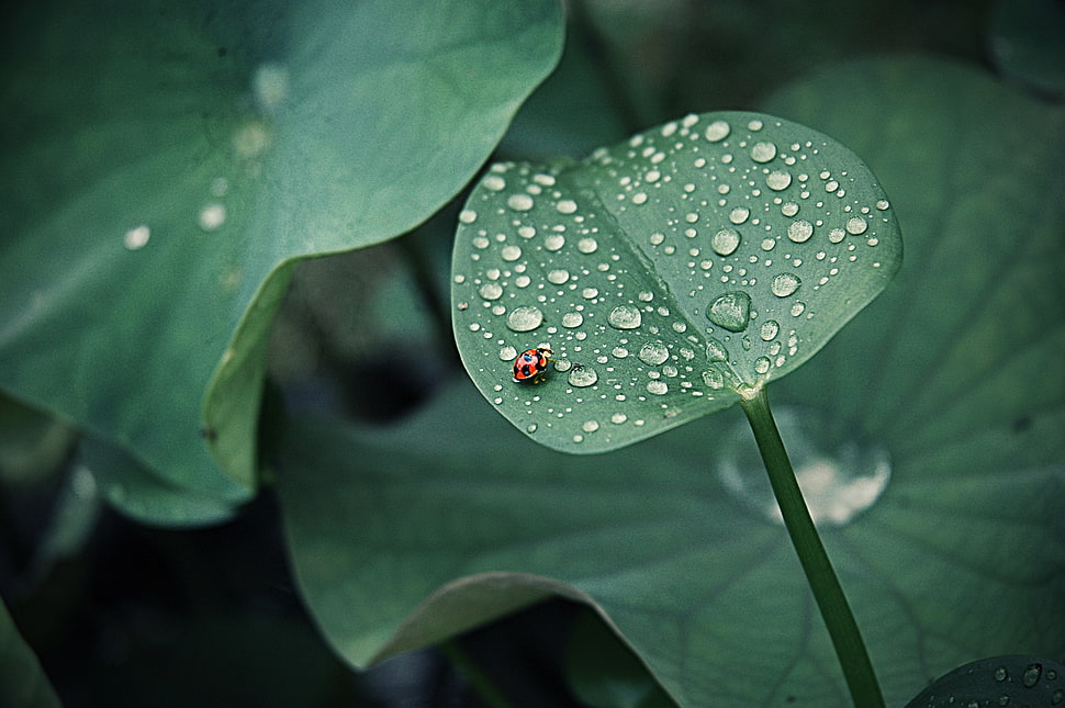 orange Ladybug on green leaf plant HD wallpaper