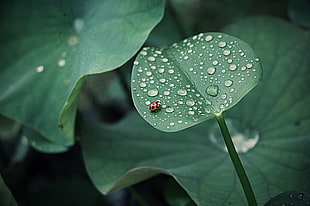 orange Ladybug on green leaf plant