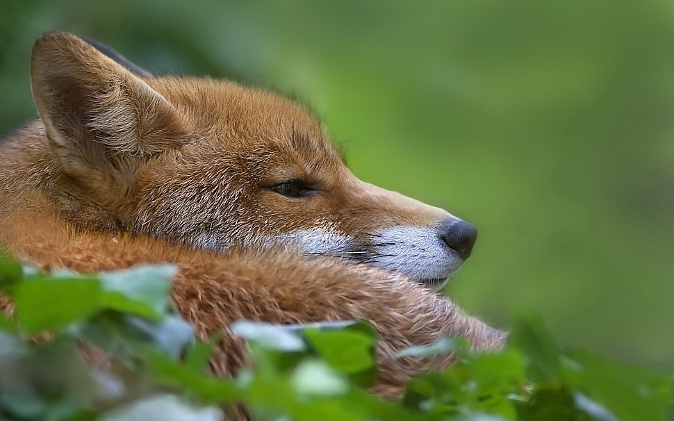 brown fox lying on grass closeup photography HD wallpaper