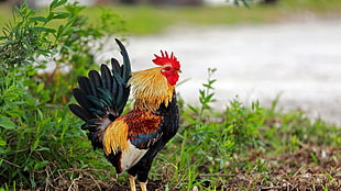 orange, brown, black, and white rooster, roosters, birds, plants