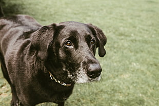adult black Labrador retriever