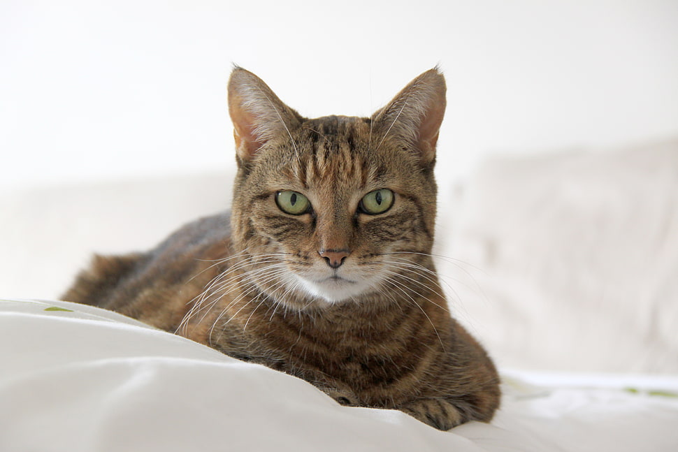 brown tabby cat, Cat, Muzzle, Striped HD wallpaper