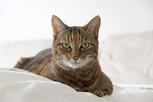 brown tabby cat, Cat, Muzzle, Striped