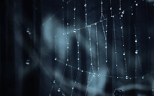 whte spider web HD wallpaper