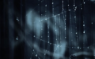 whte spider web