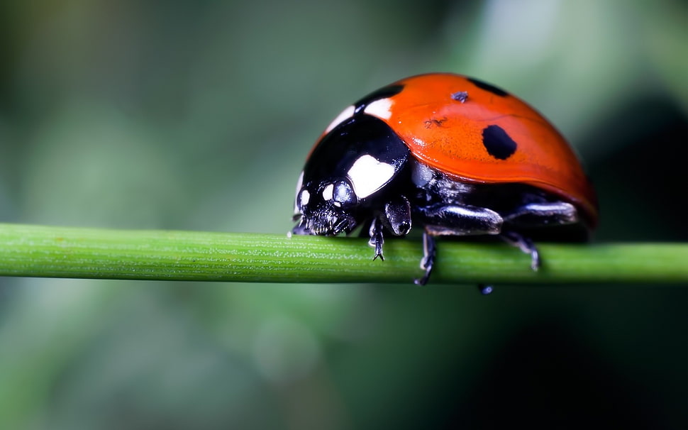 closeup photography of red Ladybug on leaf branch HD wallpaper