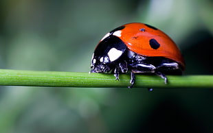 closeup photography of red Ladybug on leaf branch