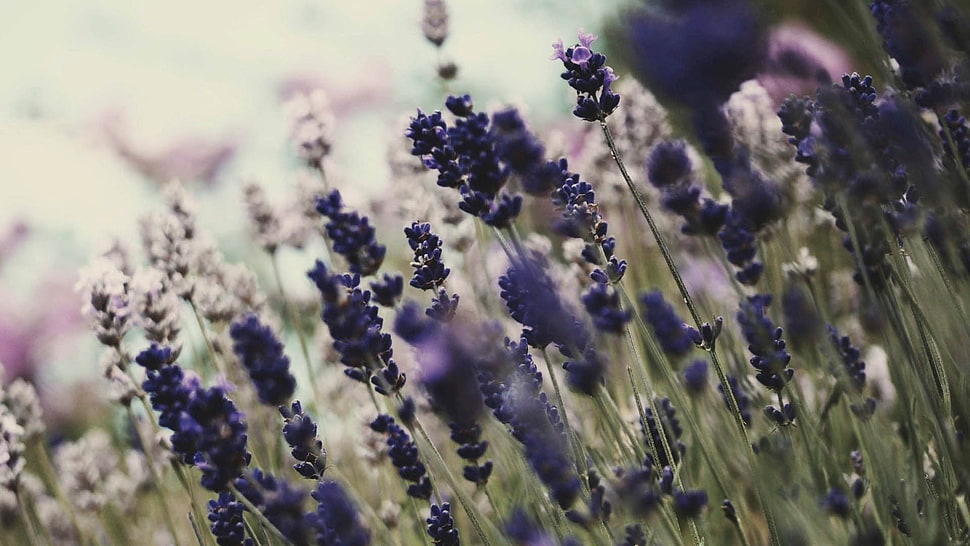 macro shot photography of purple flowers during daytime HD wallpaper