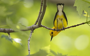 closeup photo yellow and black bird on branch