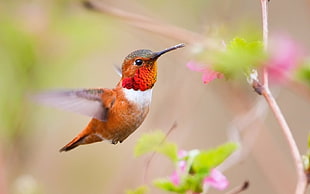 focus photography of Red-throated hummingbird flying near flower during daytime