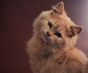 selective focus photography of medium fur orange cat