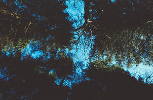 blue and black tree painting, plants, trees, sky