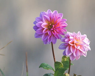 pink and purple Dahlia flowers in bloom at daytime