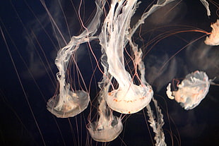 four grey jellyfish illustration