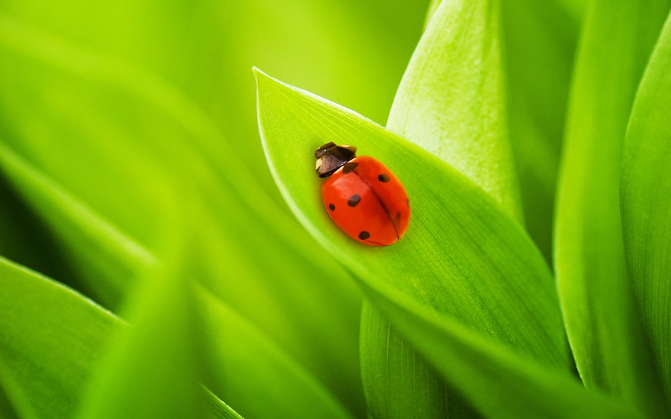 red Ladybug perched on green leaf in closeup photo HD wallpaper
