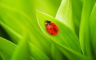 red Ladybug perched on green leaf in closeup photo