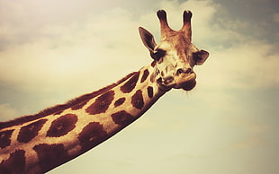 brown giraffe, giraffes, necks, face, horns