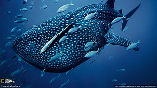 gray and white whale shark, animals