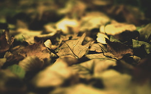 brown and green withered leaves