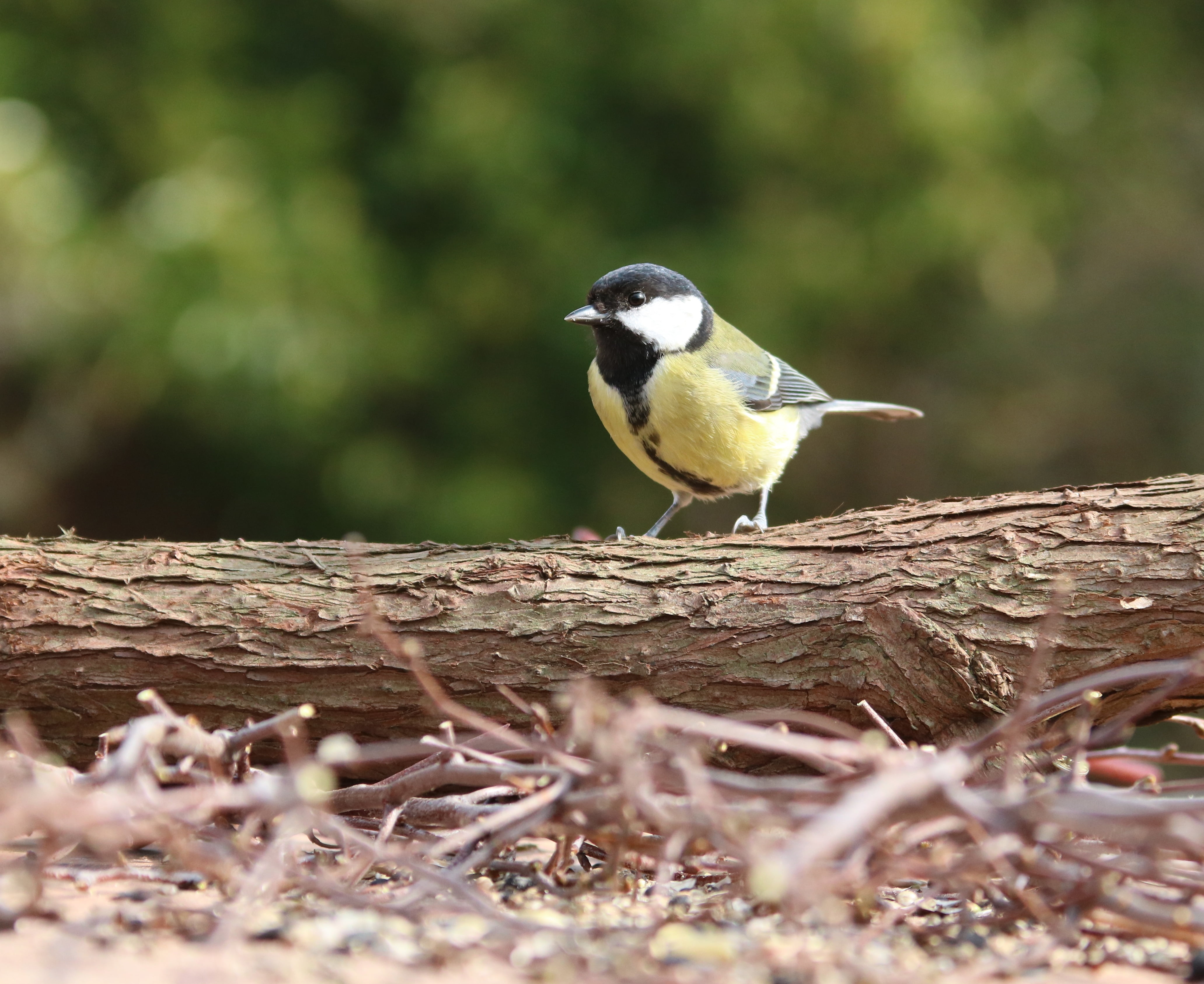 yellow and black bird standing on brown wood