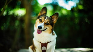 short-coated white and brown dog, dog, Corgi HD wallpaper