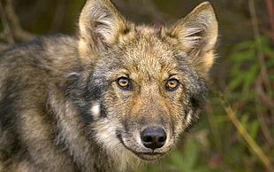 closeup photo of sable wolf during daytime